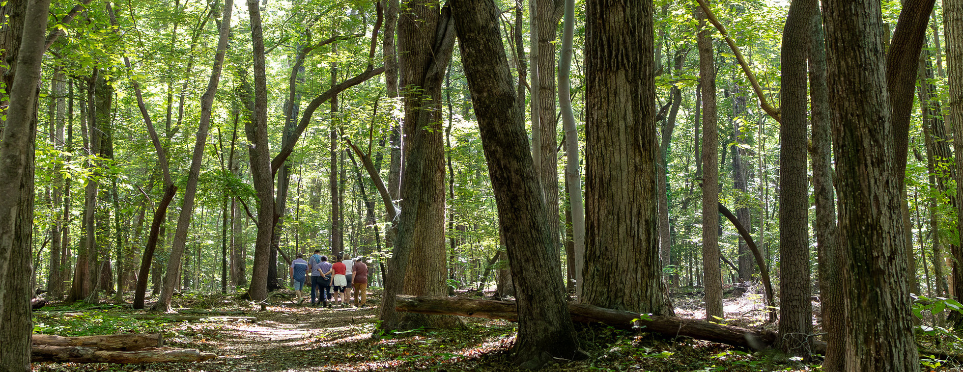 Guided Walk in Guilford Woods - August 1